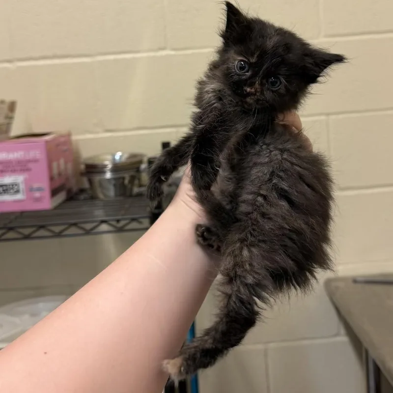 Meowly Cyrus