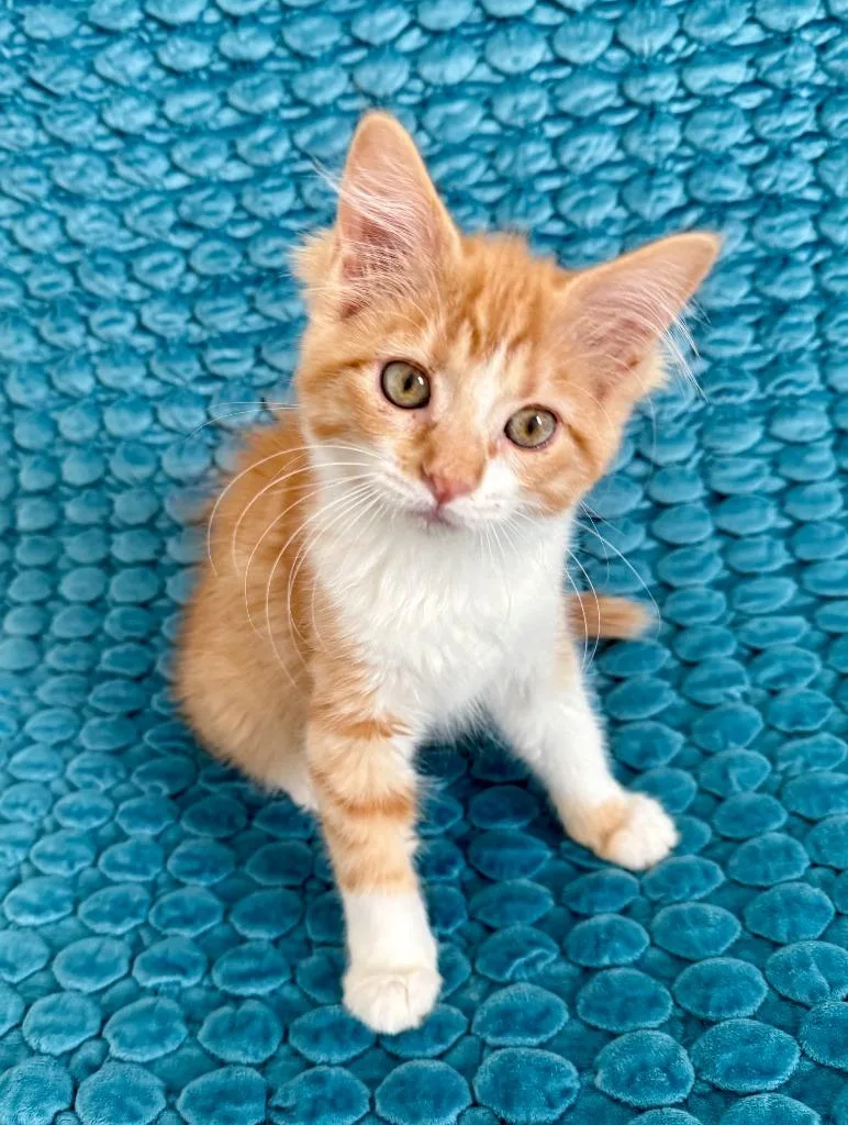A baby small-sized female Domestic Short Hair cat named Jo for adoption in Salt Lake City, UT