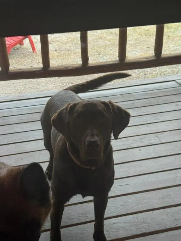An adult large-sized male Brown / Chocolate Chocolate Labrador Retriever dog named Sitka Courtesy Listing for adoption in Polson, MT