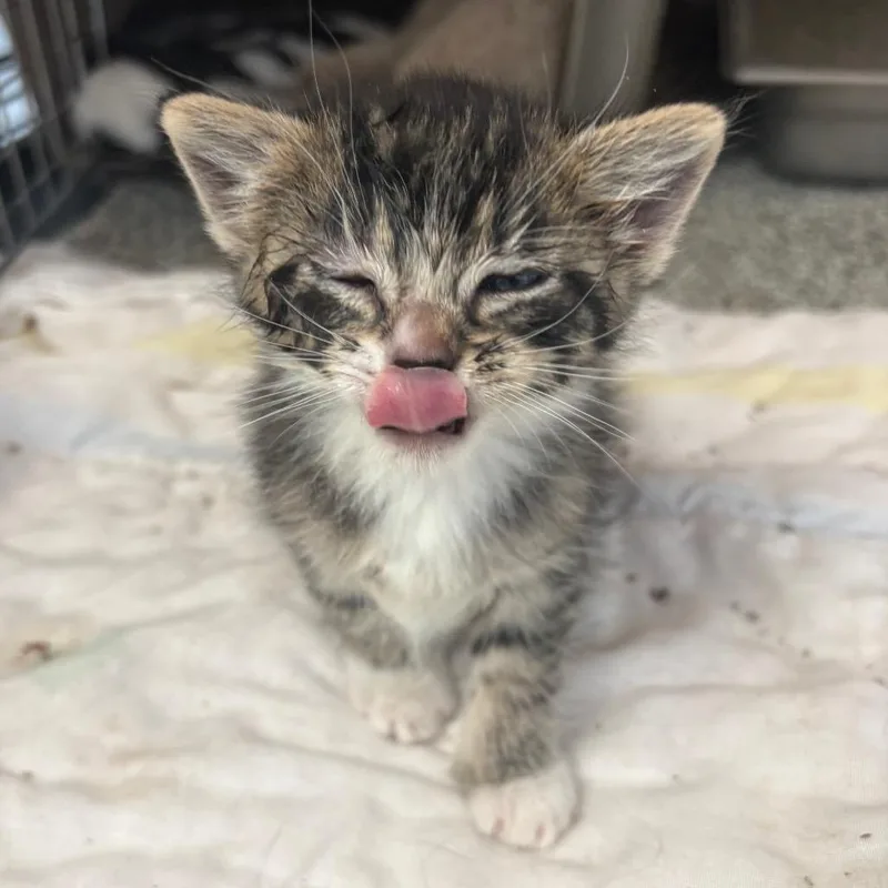 A baby small-sized male Brown / Chocolate Domestic Short Hair cat named Who for adoption in Rifle, CO
