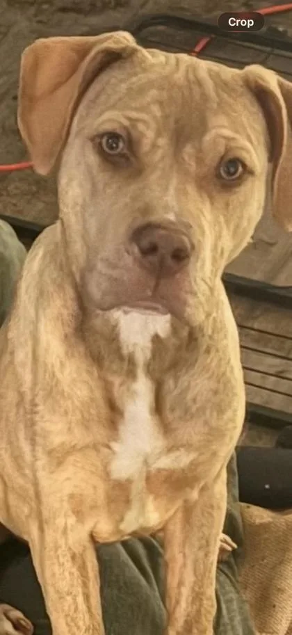 A baby large-sized male Cane Corso dog named Fat Daddy for adoption in West Chester, PA