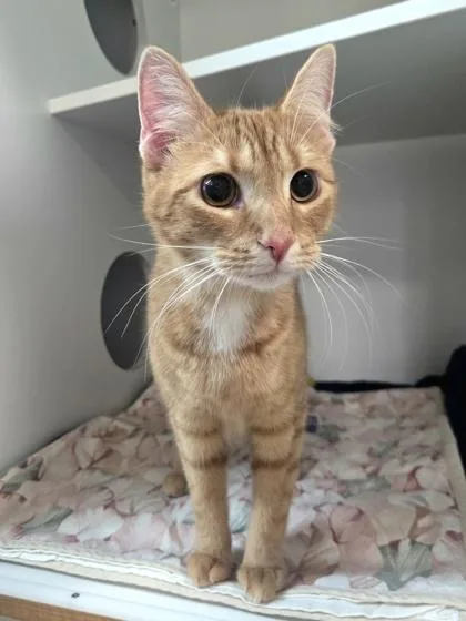 A young large-sized male Domestic Short Hair cat named Tot for adoption in Savannah, GA