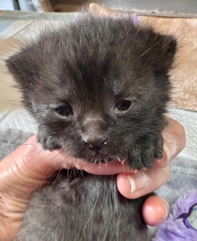 A baby small-sized female Domestic Medium Hair cat named Hadley for adoption in Leonardtown, MD