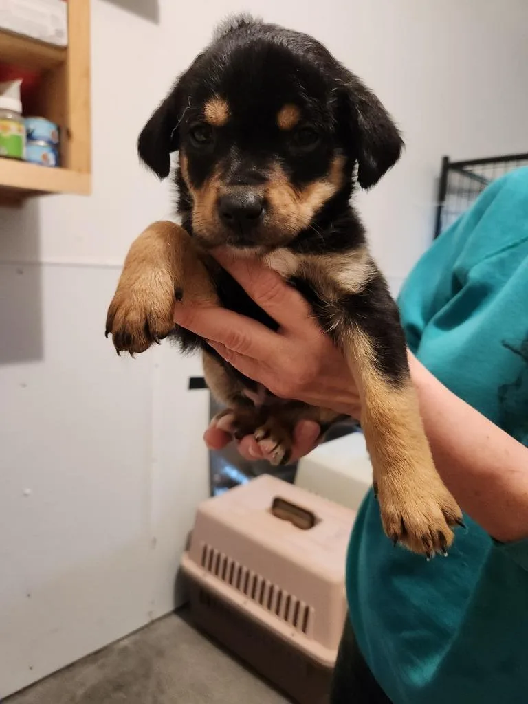 A young medium-sized male Labrador Retriever dog named Loki for adoption in Thompson Falls, MT