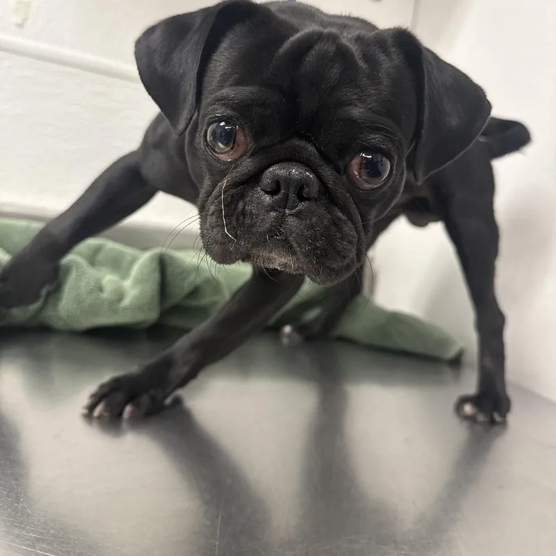 An adult small-sized male Black Pug dog named HACCStray for adoption in Henderson, NV