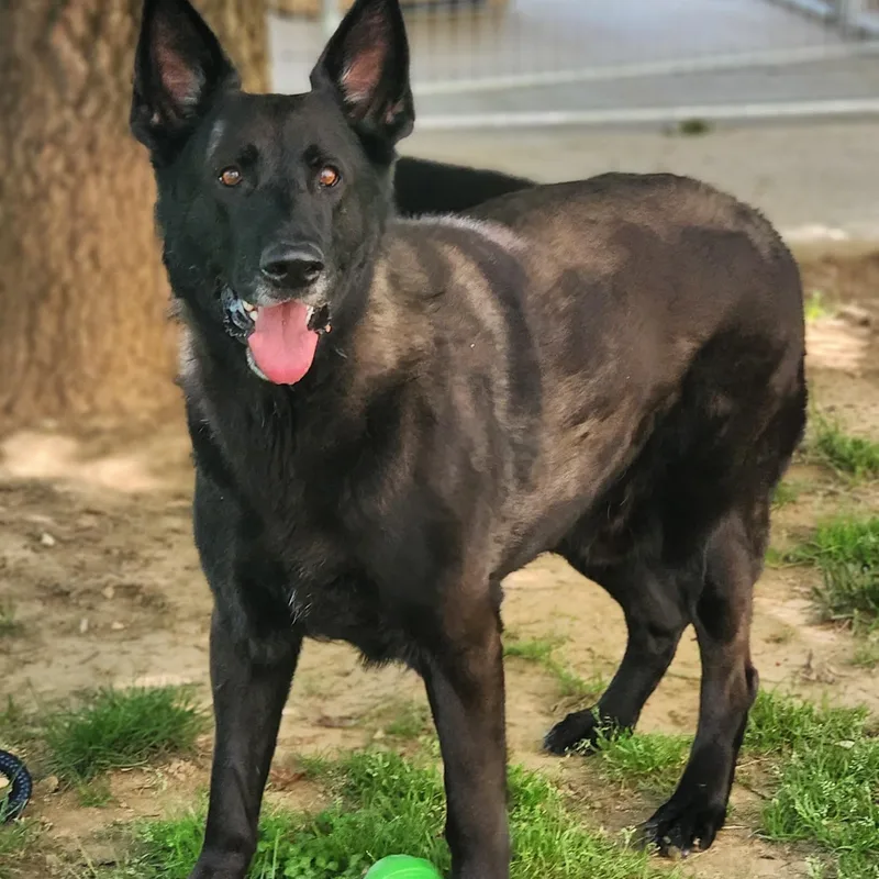 An adult extra large-sized male Black Shepherd dog named Diesel for adoption in Stanley, VA