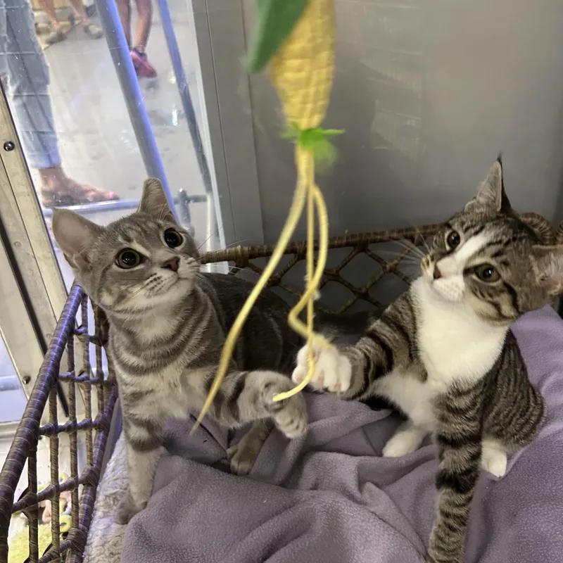 A baby medium-sized female Domestic Short Hair cat named Tinker for adoption in York, PA
