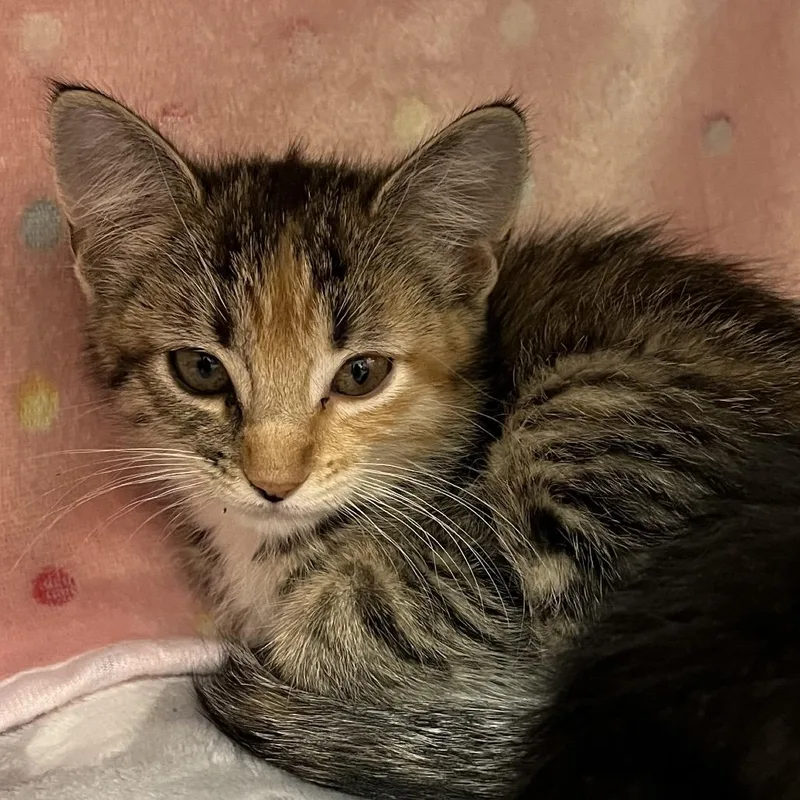 A baby small-sized female Calico Domestic Short Hair cat named Snuggles for adoption in Kyle, TX
