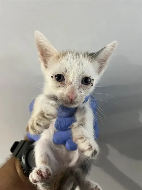 A baby small-sized female Domestic Short Hair cat named Cleo for adoption in Miami, FL