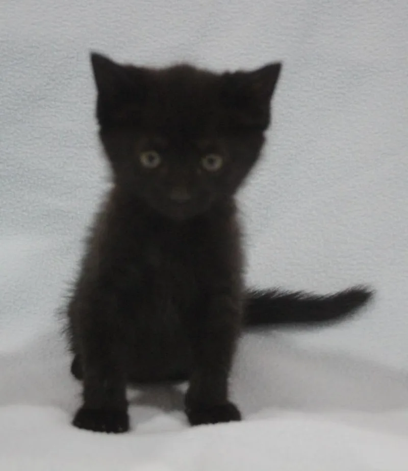 A baby medium-sized female Domestic Short Hair cat named Cienna for adoption in Vacaville, CA