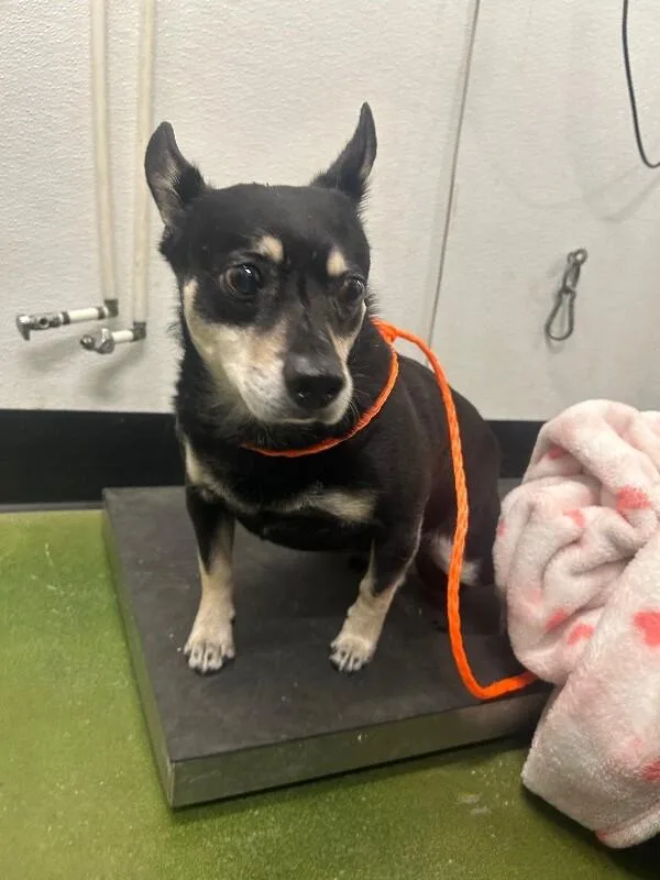 An adult medium-sized male Black Chihuahua dog named Bear for adoption in Fruit Heights, UT
