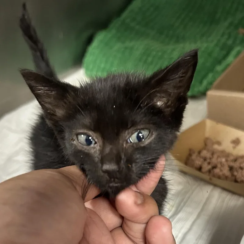 Cleo thumbnail 2