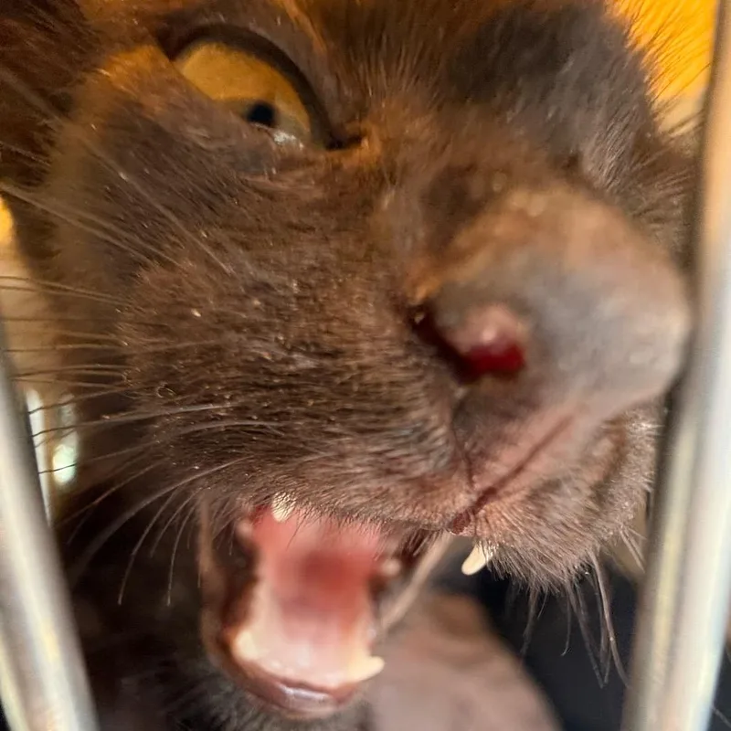 Cleo thumbnail 4