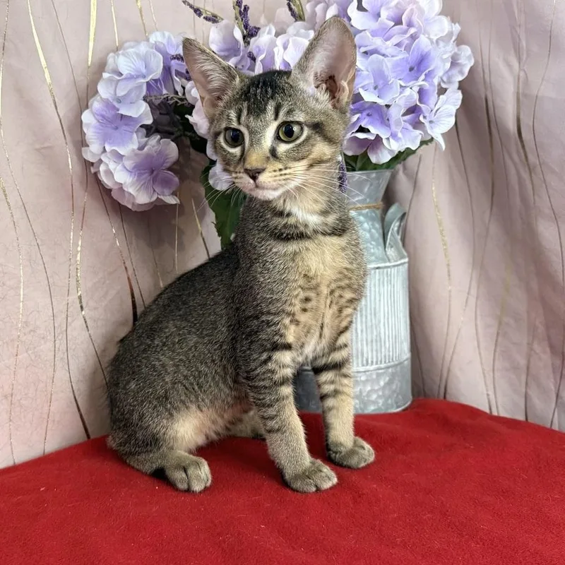 A baby small-sized male Tabby (Gray / Blue / Silver) Domestic Short Hair cat named Freckles for adoption in Long Beach, MS
