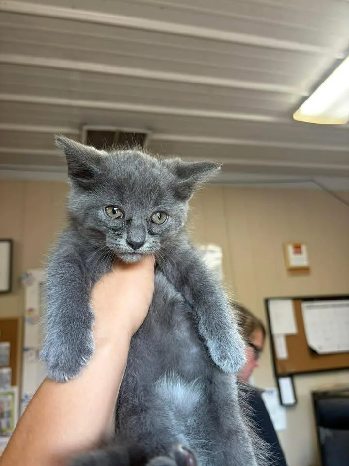 A baby small-sized male Domestic Short Hair cat named March for adoption in Greensburg, IN