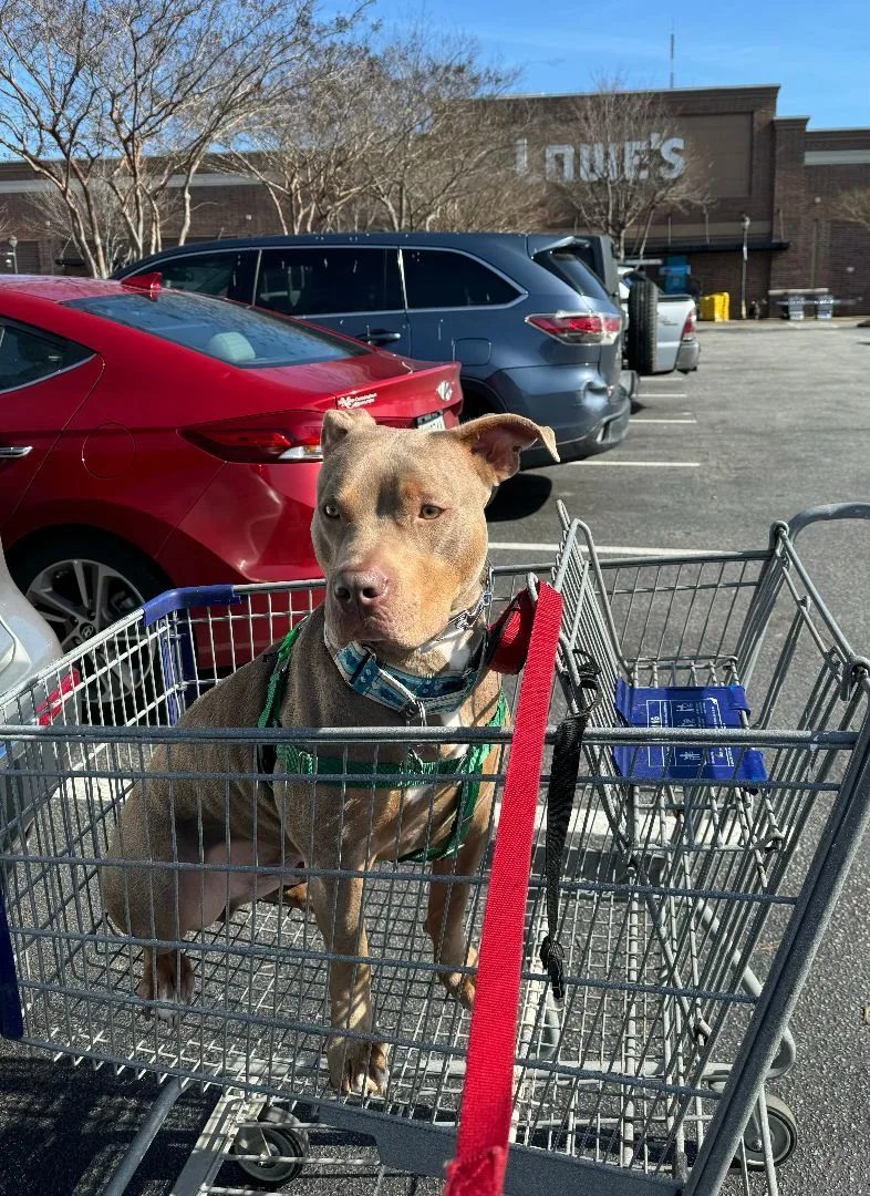 An adult large-sized male Pit Bull Terrier dog named Kinder for adoption in East Point, GA