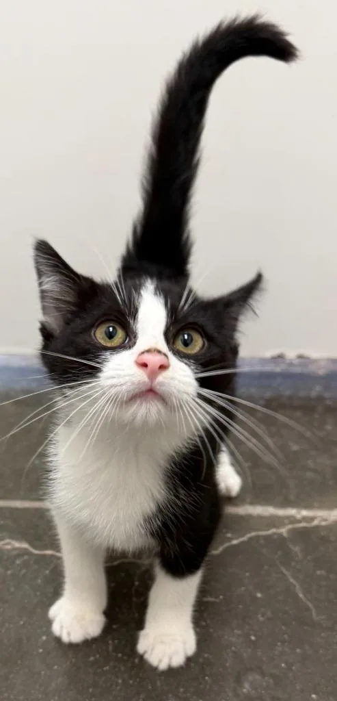 A baby medium-sized male Domestic Short Hair cat named Harley for adoption in Midland, TX