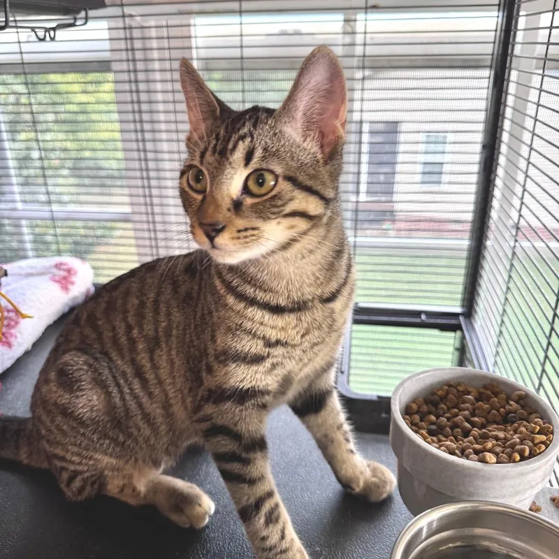 A baby medium-sized female Brown / Chocolate Domestic Short Hair cat named Venus for adoption in Chapel Hill, NC