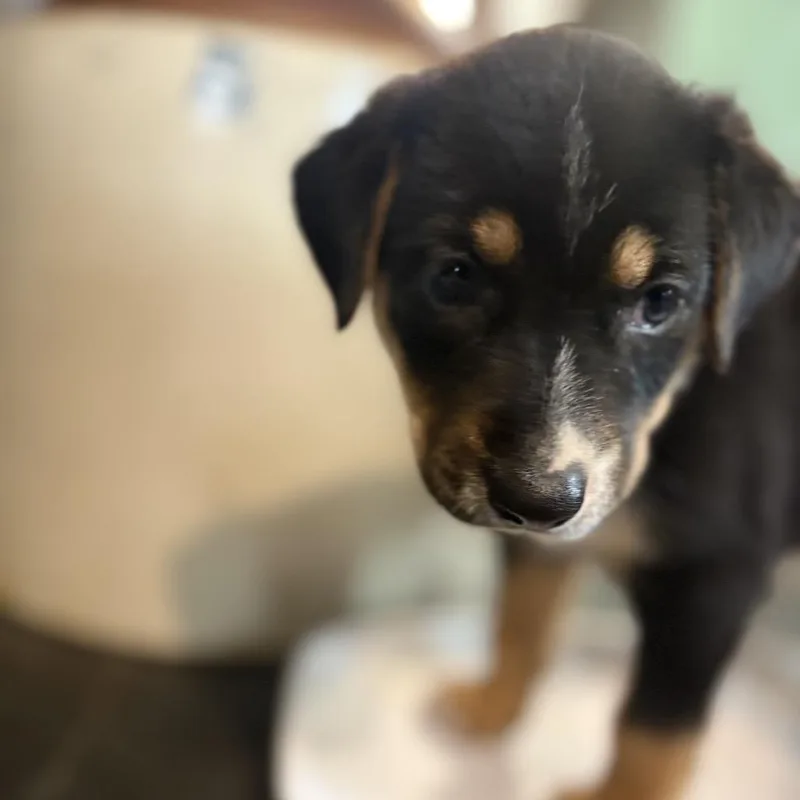 A baby medium-sized female Black Patterdale Terrier / Fell Terrier dog named Kelce for adoption in Chillicothe, IL
