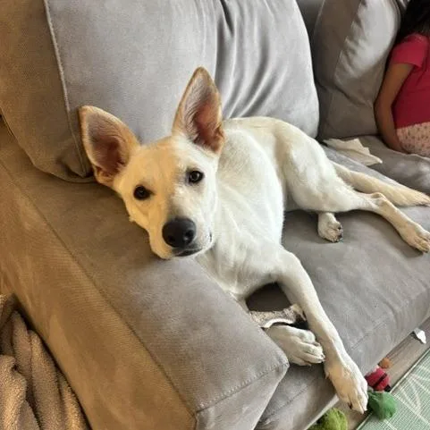 A young medium-sized female White / Cream Mixed Breed dog named Lucy for adoption in Playa Vista, CA