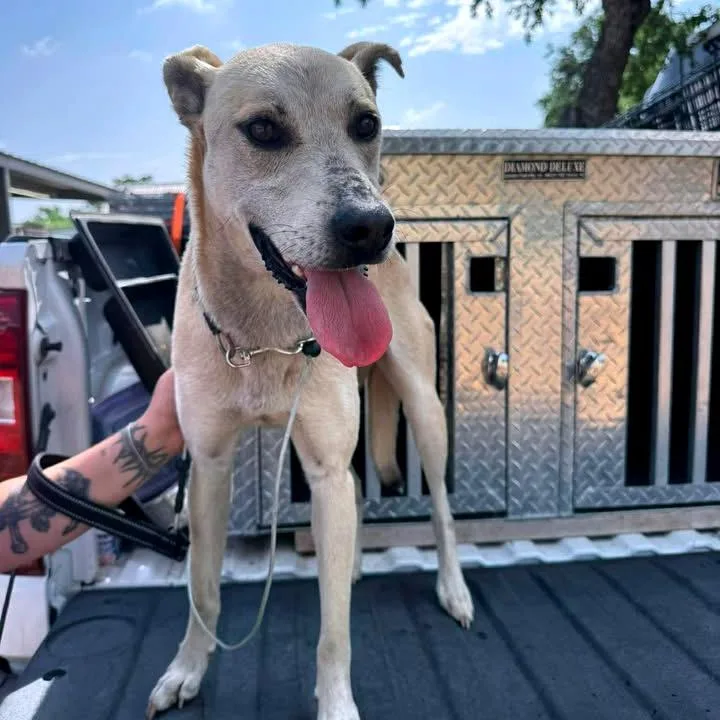 An adult medium-sized female Yellow / Tan / Blond / Fawn Black Mouth Cur dog named Tinker for adoption in Buchanan Dam, TX