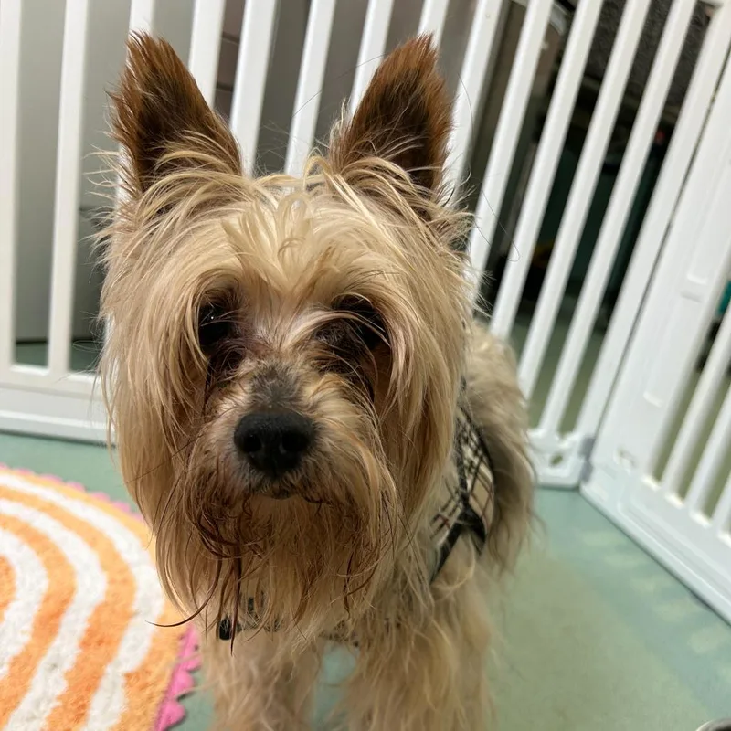 A senior small-sized male Yellow / Tan / Blond / Fawn Yorkshire Terrier dog named Whiskie for adoption in San Francisco, CA