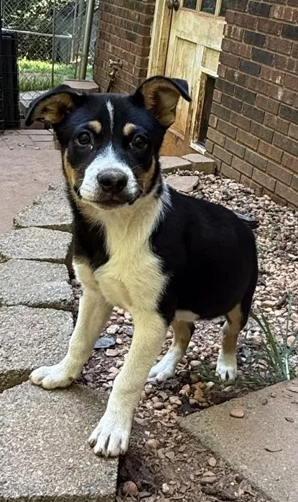 A baby medium-sized female Australian Cattle Dog / Blue Heeler dog named Celine for adoption in Wilkesboro, NC