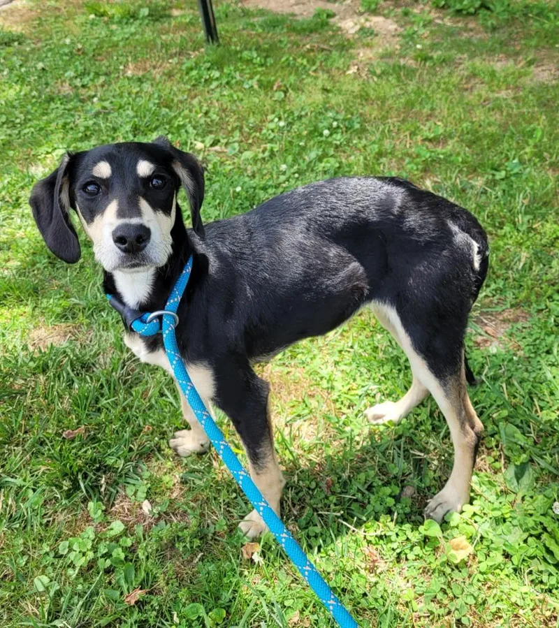 A young small-sized female Mixed Breed dog named Aspen for adoption in Lawrenceburg, TN