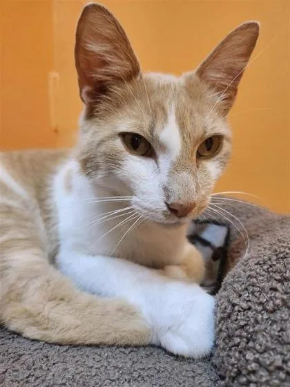 An adult large-sized male Domestic Short Hair cat named Butters for adoption in Columbus, IN