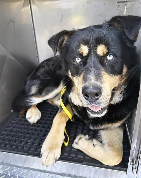 An adult large-sized male Black Mixed Breed dog named Linkin Bark for adoption in Nashville, TN