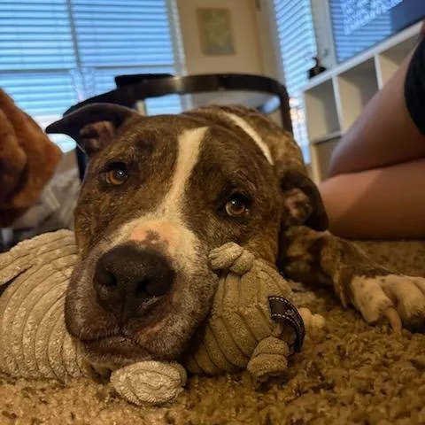 Louie