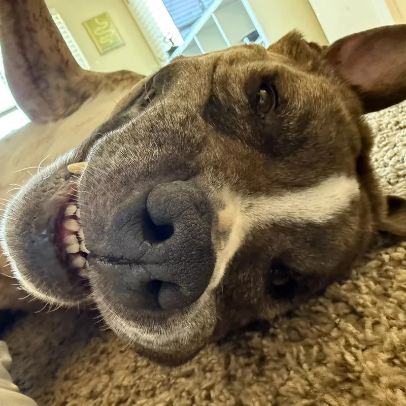 Louie thumbnail 3