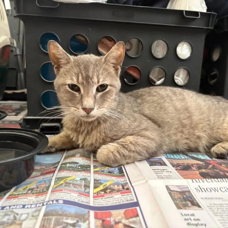 A young small-sized male Buff / Tan / Fawn Domestic Short Hair cat named Chai for adoption in Long Island City, NY