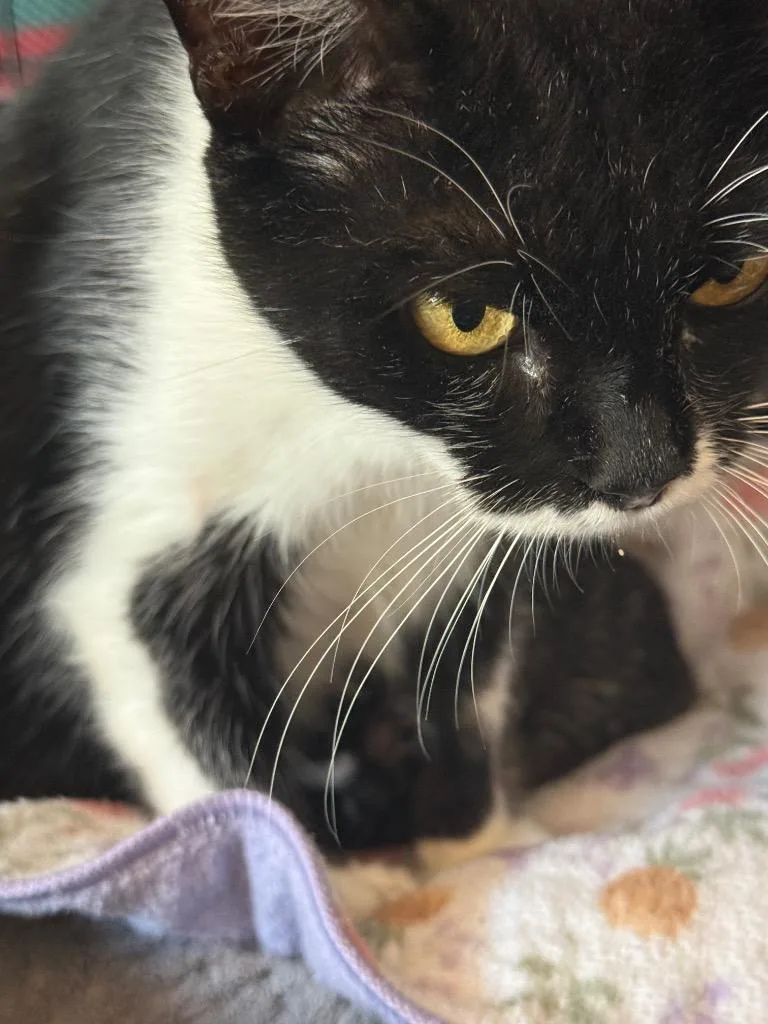 A baby medium-sized female Domestic Medium Hair cat named Hermoine for adoption in Saint Francisville, LA