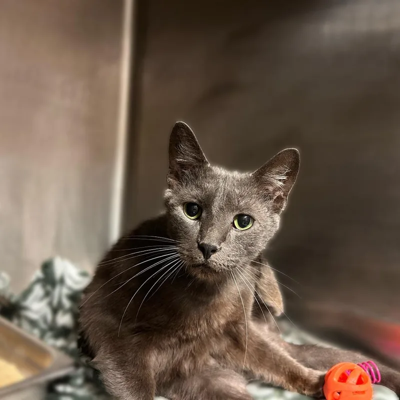 An adult medium-sized male Gray / Blue / Silver Domestic Short Hair cat named Beanie Weenie Fettuccine for adoption in Davenport, IA