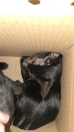 A baby small-sized male Domestic Short Hair cat named Eric for adoption in Wichita, KS