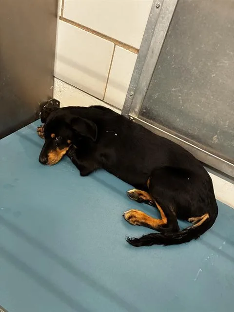 A young medium-sized female Doberman Pinscher dog named Chloe for adoption in Pearland, TX