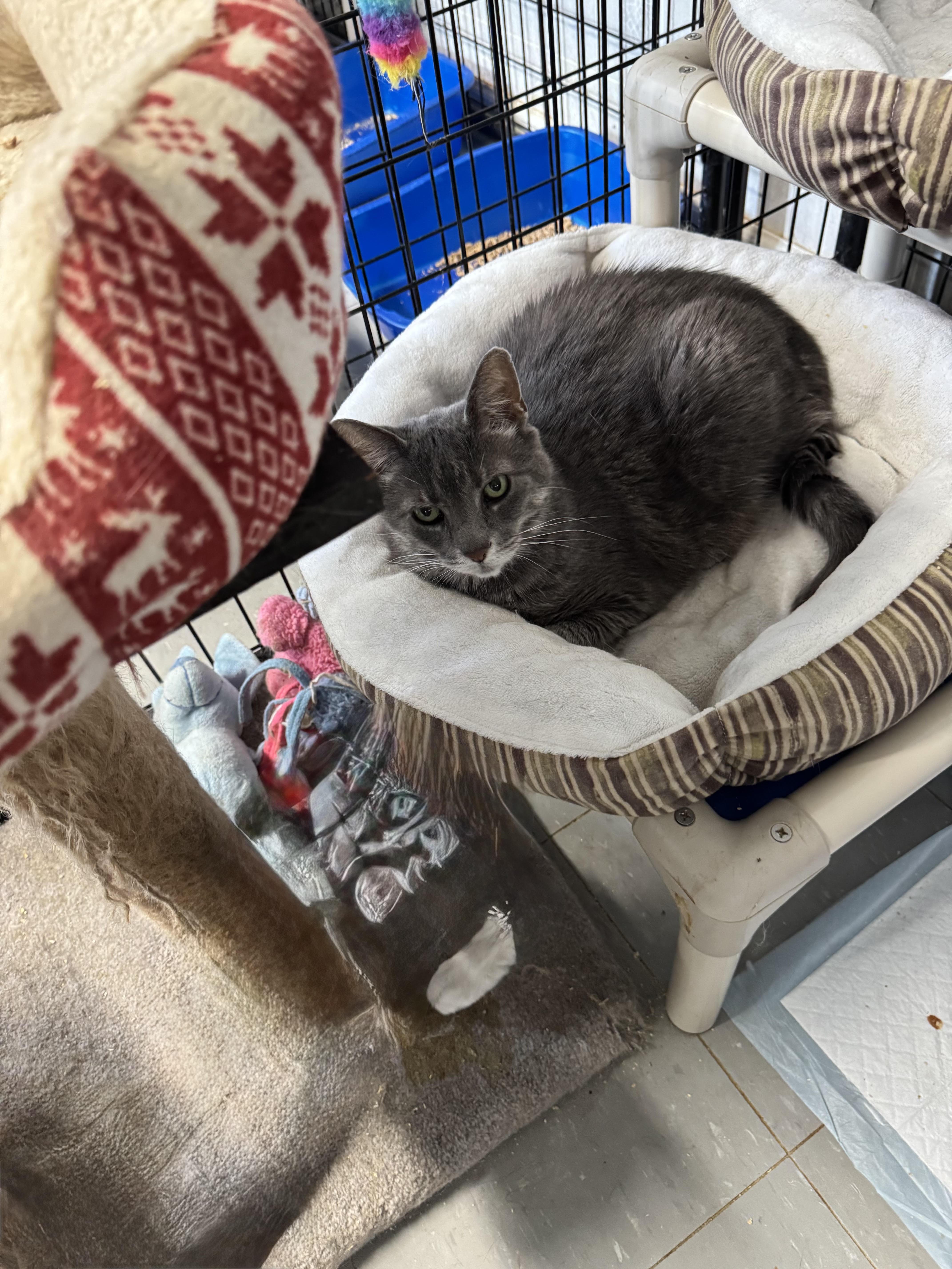 A senior large-sized female Gray / Blue / Silver Domestic Medium Hair cat named Tutti for adoption in Hoopeston, IL