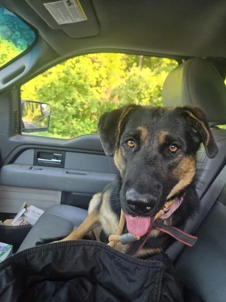 A young medium-sized female German Shepherd Dog dog named Maggie for adoption in Salisbury, MD