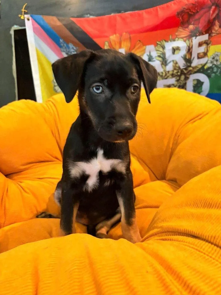 A baby medium-sized female Terrier dog named Lil Crowe for adoption in Candler, NC