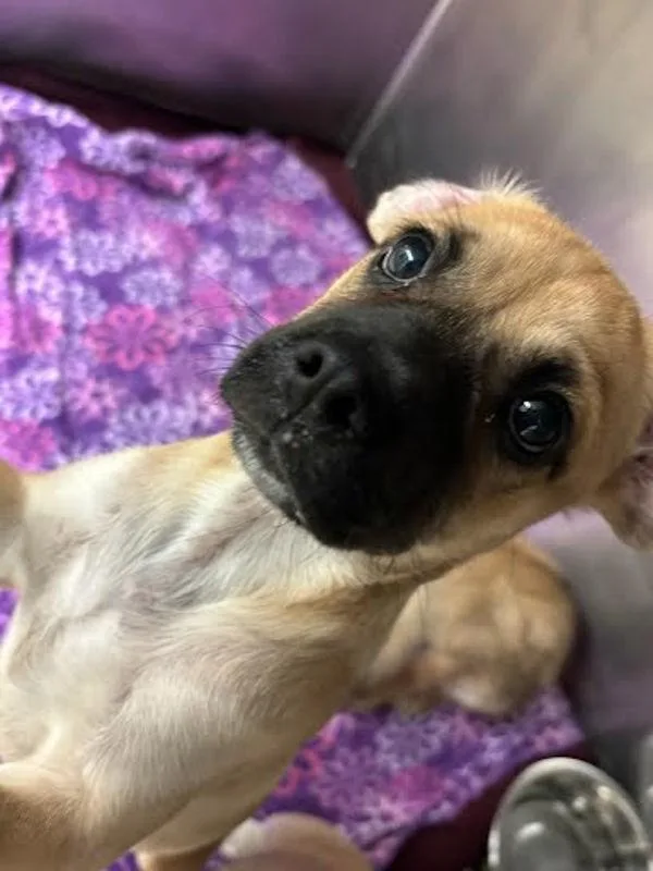 A baby small-sized female German Shepherd Dog dog named Daruk for adoption in Austin, TX