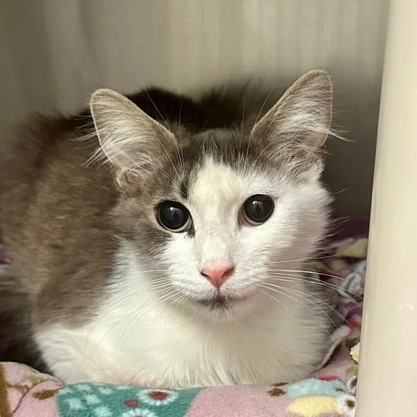 A young small-sized female Domestic Medium Hair cat named Clementine for adoption in Walnut Creek, CA
