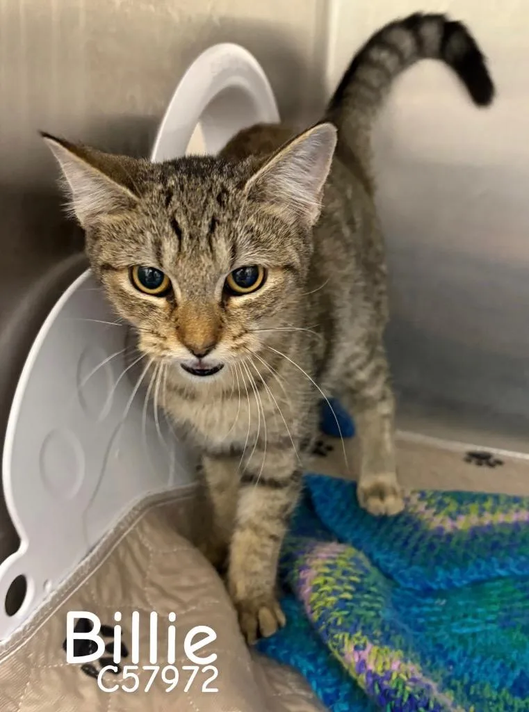 A young medium-sized female Domestic Short Hair cat named Billie for adoption in Clarksville, TN