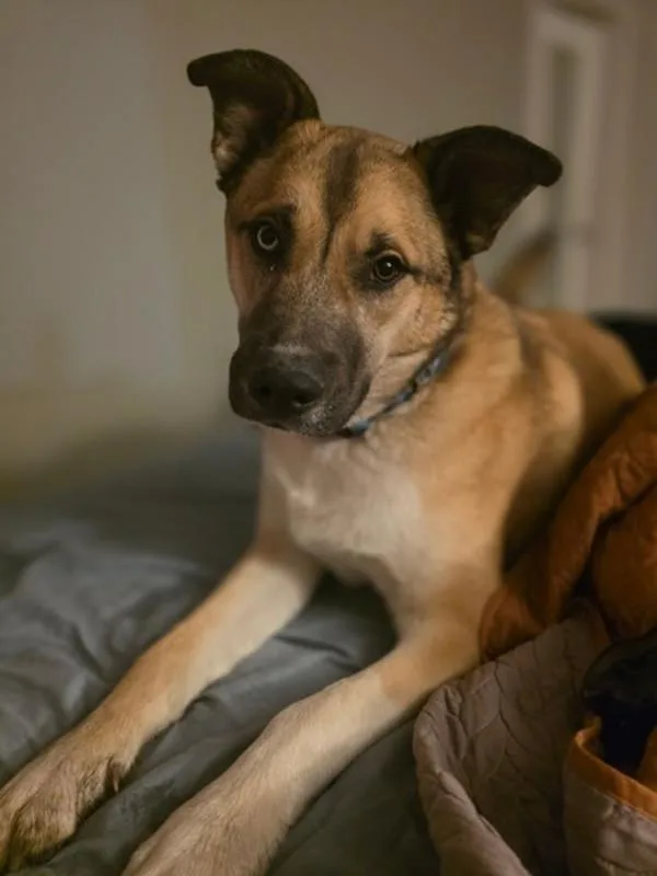 A young large-sized male Shepherd dog named Roady for adoption in Stratham, NH