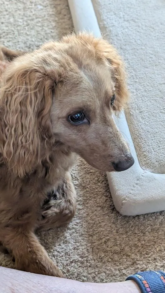 A young medium-sized male Red / Chestnut / Orange Goldendoodle dog named Noodles for adoption in Parker, CO