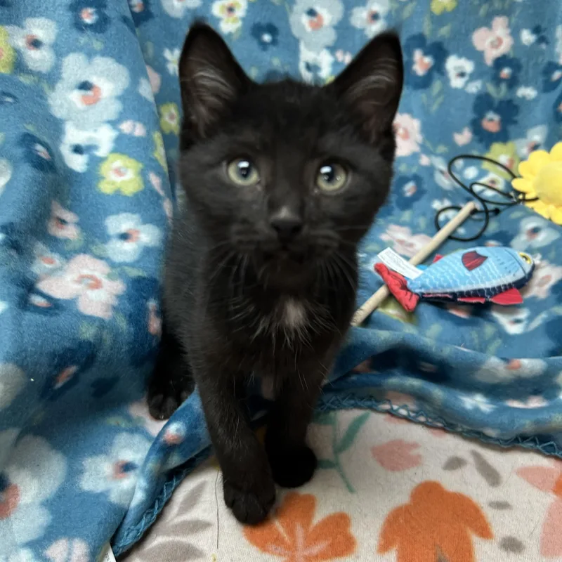 A baby small-sized male Black Domestic Short Hair cat named Cadbury for adoption in White Oak, PA