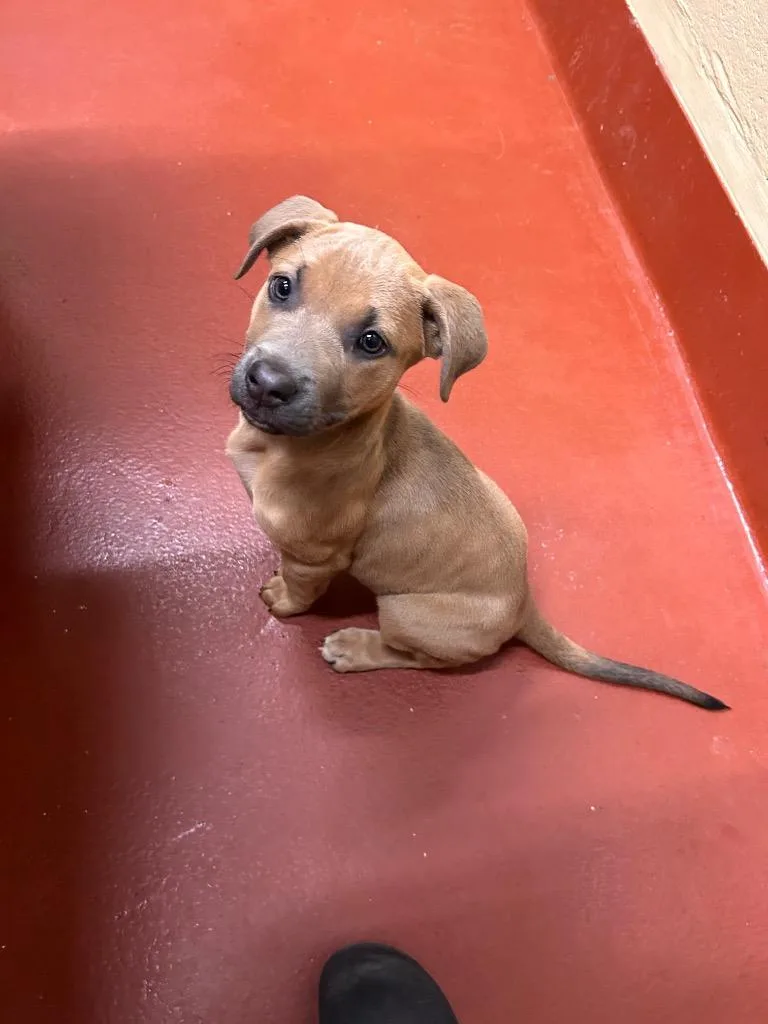 A baby small-sized female Mixed Breed dog named Riley for adoption in Douglasville, GA
