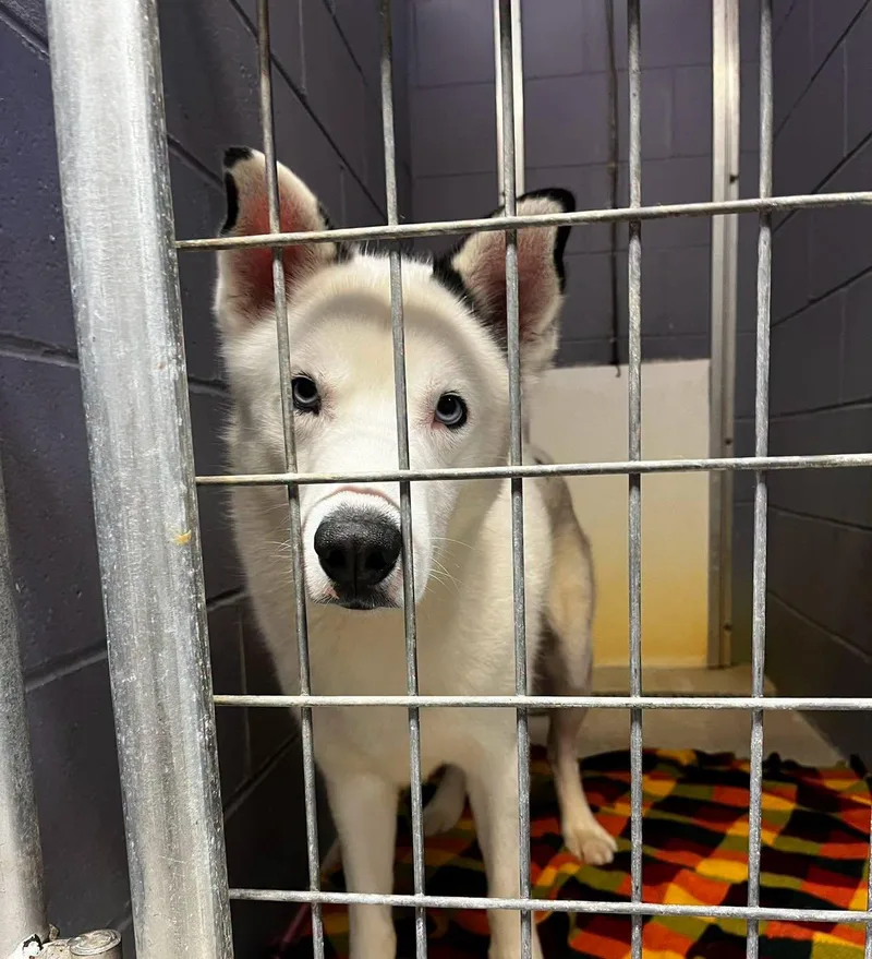 An adult large-sized male White / Cream Husky dog named Eclipse for adoption in Attica, IN