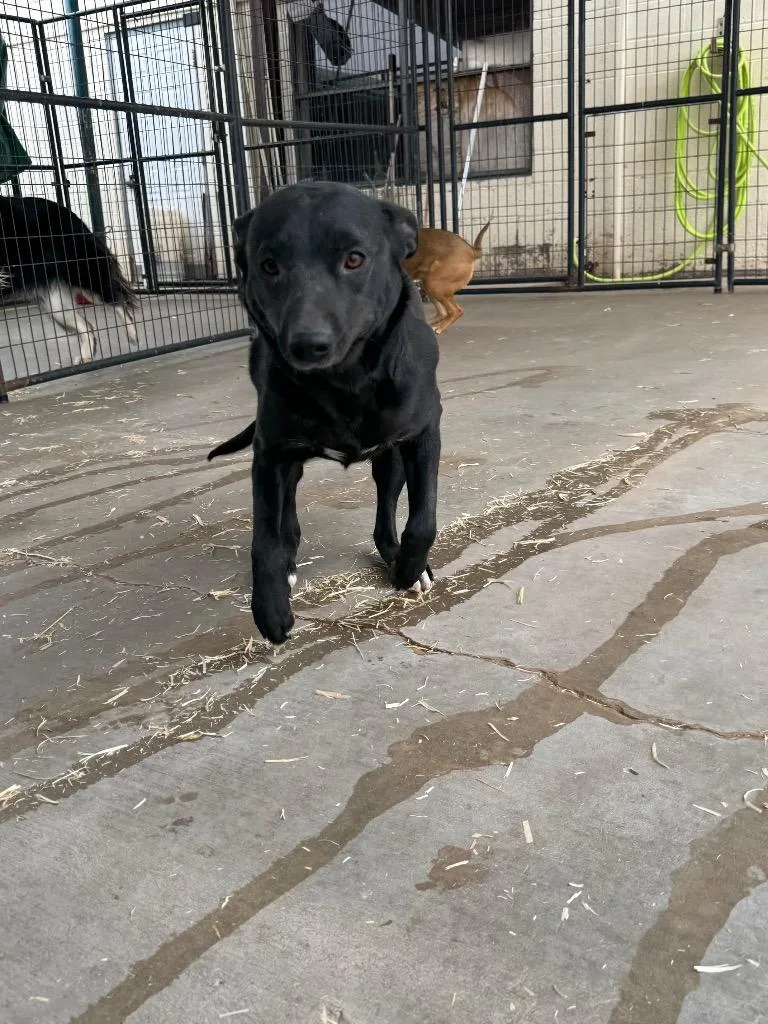 A young medium-sized female Beagle dog named Dolly for adoption in Big Spring, TX