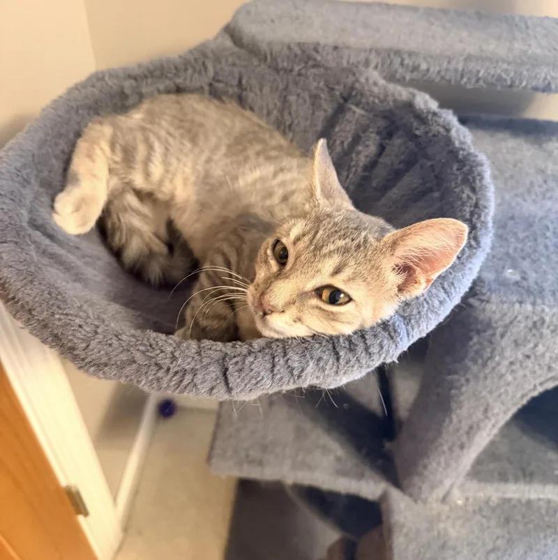 A baby small-sized male Tabby (Gray / Blue / Silver) Domestic Short Hair cat named Vince for adoption in Maineville, OH